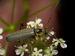 Attēlu rezultāti vaicājumam “Cantharis nigricans”