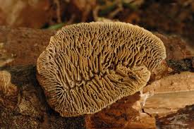 Attēlu rezultāti vaicājumam “Daedalea quercina”