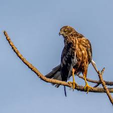 Attēlu rezultāti vaicājumam “Circus aeruginosus”