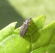 Attēlu rezultāti vaicājumam “Dasytidae”