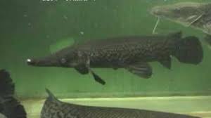 Image result for Garstang A S C