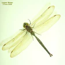 Attēlu rezultāti vaicājumam “Oligonema favogineum sessile”