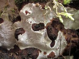 Attēlu rezultāti vaicājumam “Skeletocutis odora”