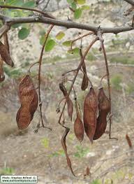 Attēlu rezultāti vaicājumam “Robinia pseudoacacia fruit”