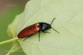 Attēlu rezultāti vaicājumam “Ampedus pomorum”