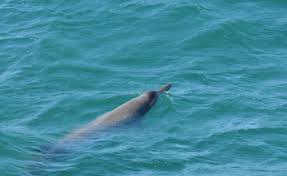 Image result for Mesoplodon bidens