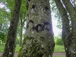 Attēlu rezultāti vaicājumam “Frullania dilatata”