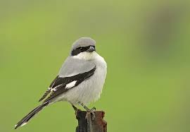 Attēlu rezultāti vaicājumam “Lanius excubitor adult”