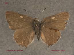 Attēlu rezultāti vaicājumam “Lycaeniinae”