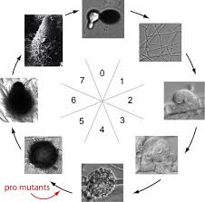 Attēlu rezultāti vaicājumam “Diderma subviridifuscum var. macrospora* spores”