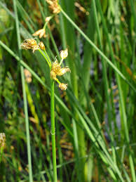 Attēlu rezultāti vaicājumam “Schoenoplectus lacustris subsp. glaucus bud”