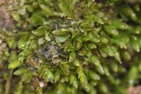 Attēlu rezultāti vaicājumam “Jungermannia sphaerocarpa”