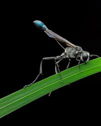 Attēlu rezultāti vaicājumam “Ammophila sp.”