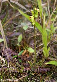 Attēlu rezultāti vaicājumam “Pedicularis sceptrum-carolinum”