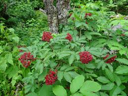 Attēlu rezultāti vaicājumam “Sambucus racemosa”