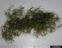 Attēlu rezultāti vaicājumam “Najas minor”