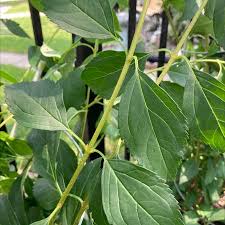 Attēlu rezultāti vaicājumam “Forsythia viridissima”