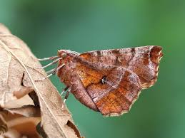 Attēlu rezultāti vaicājumam “Selenia dentaria”