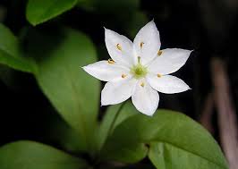 Attēlu rezultāti vaicājumam “Trientalis europaea leaf”