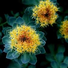 Attēlu rezultāti vaicājumam “Rhodiola rosea flower”