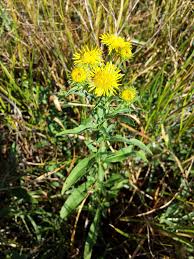 Attēlu rezultāti vaicājumam “Inula britannica leaf”