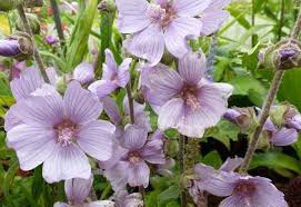 Image result for Lavatera thuringiaca