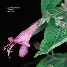 Attēlu rezultāti vaicājumam “Labiatae”