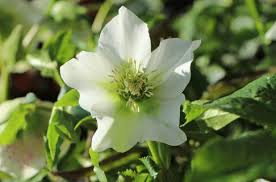 Image result for Nieswurz