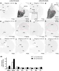 Image result for    f B E K K