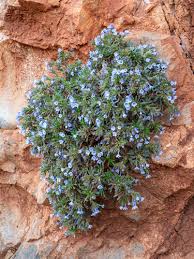 Attēlu rezultāti vaicājumam “Anchusa arvensis flower”