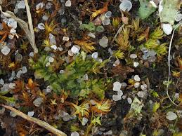 Attēlu rezultāti vaicājumam “Isopaches bicrenatus”