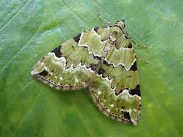 Attēlu rezultāti vaicājumam “Colostygia pectinataria”