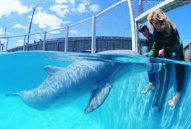 Image result for Durley Dolphin Diver