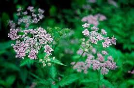 Attēlu rezultāti vaicājumam “Chaerophyllum aromaticum flower”