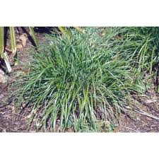Attēlu rezultāti vaicājumam “Calamagrostis arundinacea”