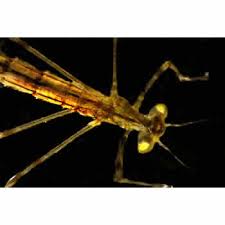 Attēlu rezultāti vaicājumam “Lestidae”