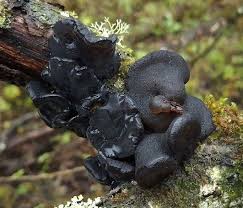 Attēlu rezultāti vaicājumam “Exidia glandulosa”