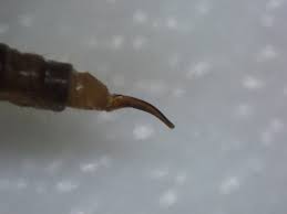 Attēlu rezultāti vaicājumam “Trichocera”