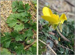 Attēlu rezultāti vaicājumam “Ranunculus bulbosus flower”