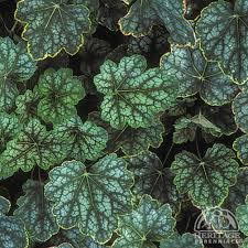 Image result for Heuchera `Swirling Fantasy`