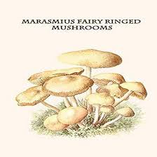 Attēlu rezultāti vaicājumam “Marasmius sp.”