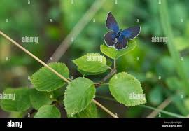 Attēlu rezultāti vaicājumam “Vacciniina optilete underside”