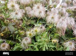 Attēlu rezultāti vaicājumam “Clematis fruit”