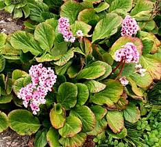 Attēlu rezultāti vaicājumam “Bergenia crassifolia flower”