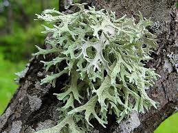 Attēlu rezultāti vaicājumam “Evernia prunastri”