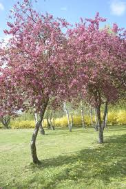 Attēlu rezultāti vaicājumam “Malus purpurea flower”