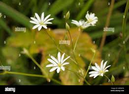 Attēlu rezultāti vaicājumam “Stellaria palustris leaf”