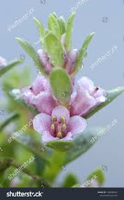 Attēlu rezultāti vaicājumam “Glaux maritima flower”