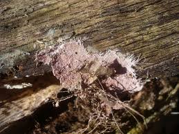 Attēlu rezultāti vaicājumam “Steccherinum fimbriatum”