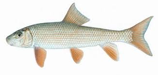 Image result for Moxostoma duquesnei